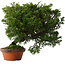 Juniperus chinensis Itoigawa, 24 cm, ± 15 jaar oud