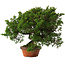 Juniperus chinensis Itoigawa, 24 cm, ± 15 jaar oud