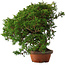 Juniperus chinensis Itoigawa, 24 cm, ± 15 jaar oud