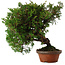Juniperus chinensis Itoigawa, 24 cm, ± 15 jaar oud
