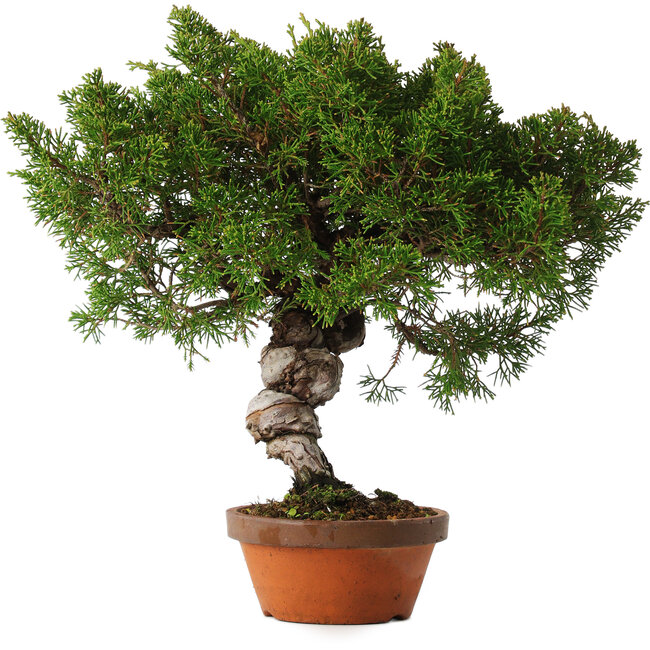 Juniperus chinensis Itoigawa, 28 cm, ± 15 jaar oud
