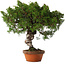 Juniperus chinensis Itoigawa, 28 cm, ± 15 jaar oud