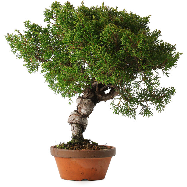 Juniperus chinensis Itoigawa, 28 cm, ± 15 anni