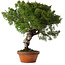 Juniperus chinensis Itoigawa, 28 cm, ± 15 jaar oud
