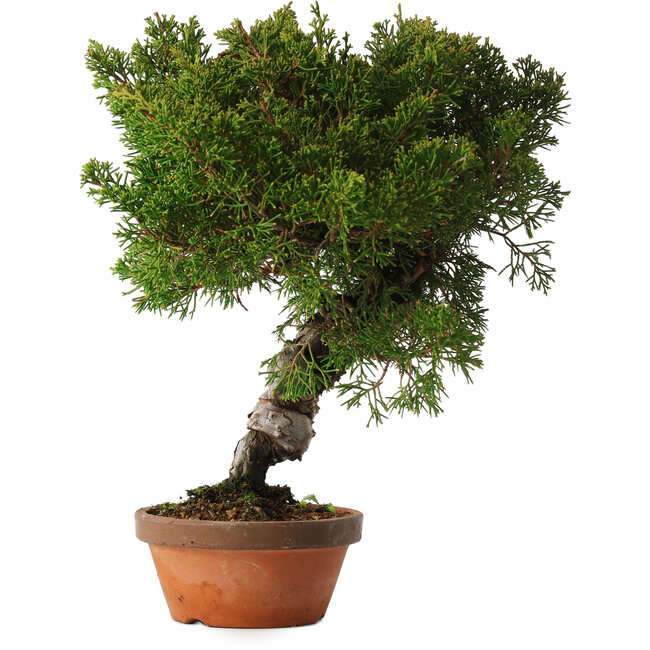 Juniperus chinensis Itoigawa, 28 cm, ± 15 anni