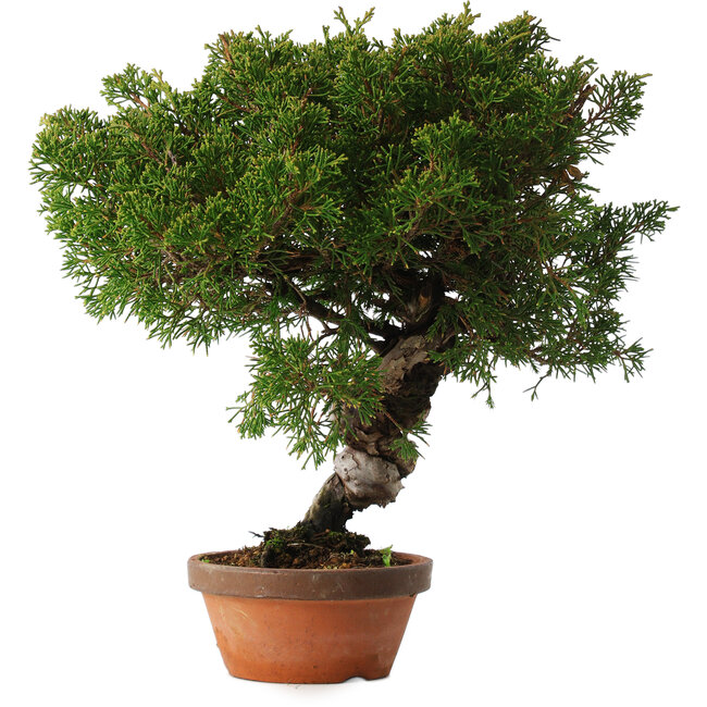 Juniperus chinensis Itoigawa, 28 cm, ± 15 años
