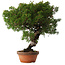 Juniperus chinensis Itoigawa, 28 cm, ± 15 jaar oud