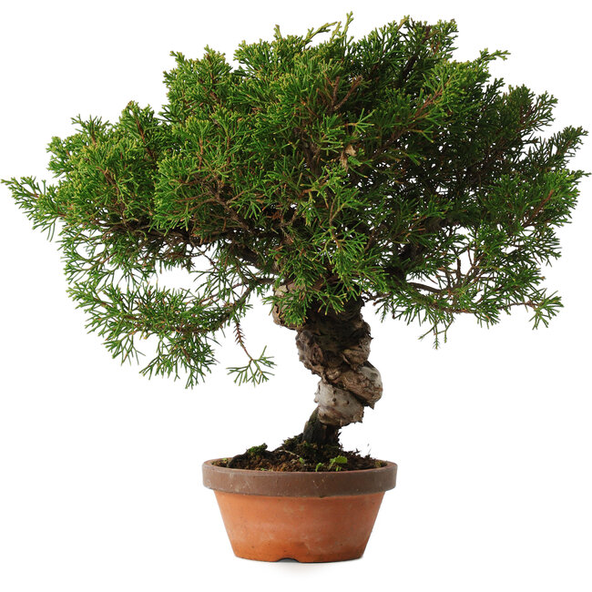 Juniperus chinensis Itoigawa, 28 cm, ± 15 jaar oud