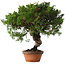Juniperus chinensis Itoigawa, 28 cm, ± 15 jaar oud