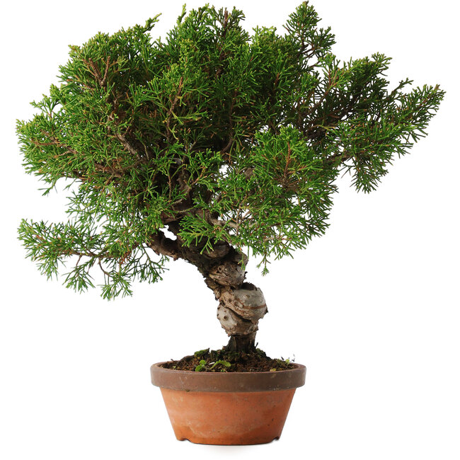 Juniperus chinensis Itoigawa, 28 cm, ± 15 jaar oud