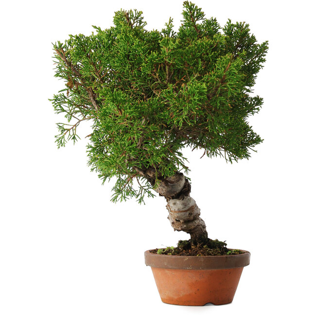 Juniperus chinensis Itoigawa, 28 cm, ± 15 Jahre alt