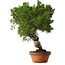 Juniperus chinensis Itoigawa, 28 cm, ± 15 jaar oud