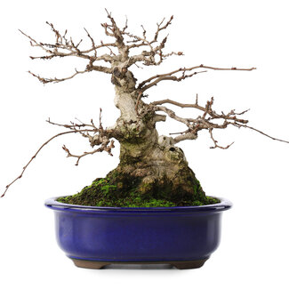 Carpinus coreana, 20 cm, ± 50 jaar oud
