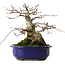 Carpinus coreana, 20 cm, ± 50 jaar oud