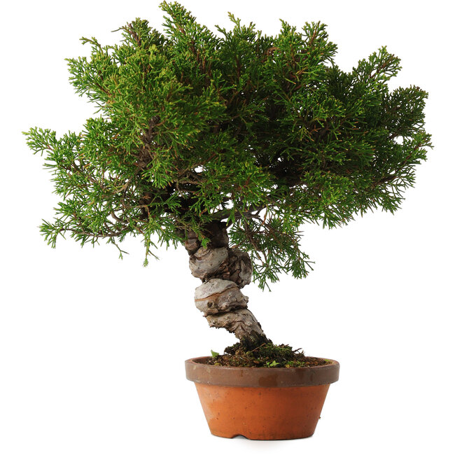 Juniperus chinensis Itoigawa, 28 cm, ± 15 jaar oud