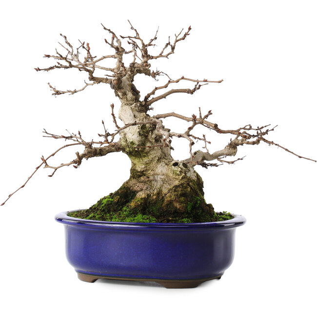 Carpinus coreana, 20 cm, ± 50 jaar oud