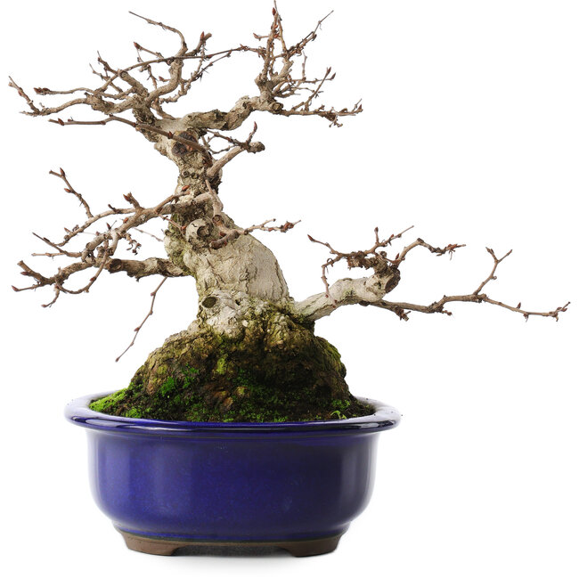 Carpinus coreana, 20 cm, ± 50 Jahre alt