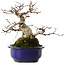 Carpinus coreana, 20 cm, ± 50 jaar oud