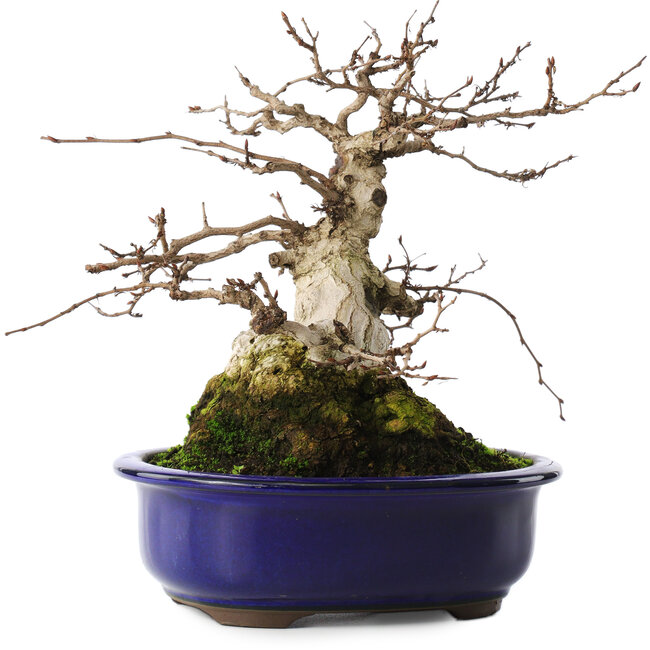 Carpinus coreana, 20 cm, ± 50 jaar oud