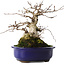 Carpinus coreana, 20 cm, ± 50 jaar oud