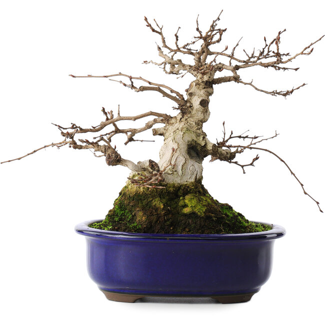 Carpinus coreana, 20 cm, ± 50 jaar oud