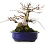 Carpinus coreana, 20 cm, ± 50 jaar oud