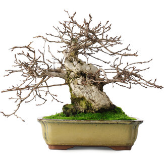 Carpinus coreana, 21 cm, ± 50 jaar oud