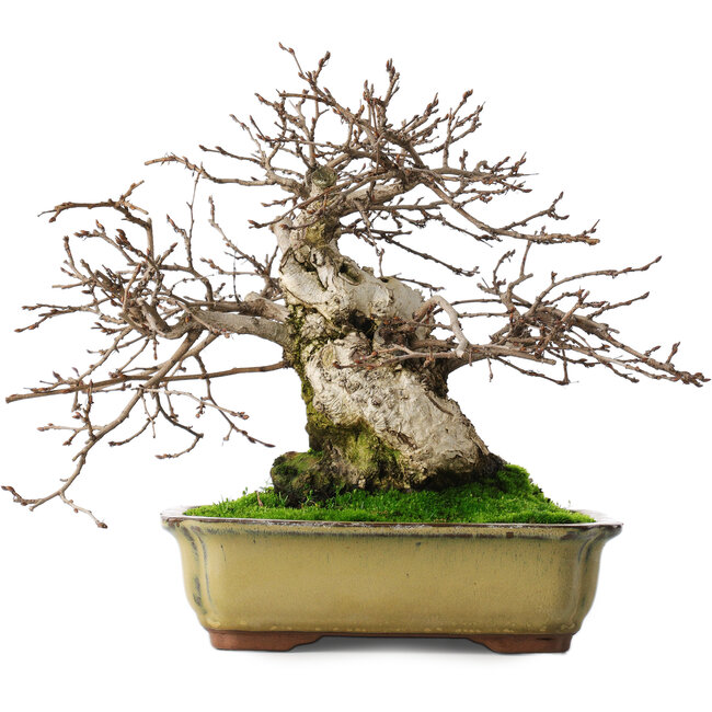 Carpinus coreana, 21 cm, ± 50 Jahre alt, in einem Topf mit zwei abgebrochenen Füßen