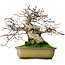 Carpinus coreana, 21 cm, ± 50 Jahre alt, in einem Topf mit zwei abgebrochenen Füßen