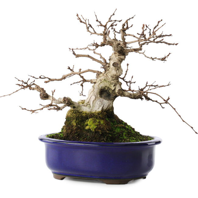 Carpinus coreana, 20 cm, ± 50 Jahre alt