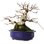 Carpinus coreana, 20 cm, ± 50 jaar oud
