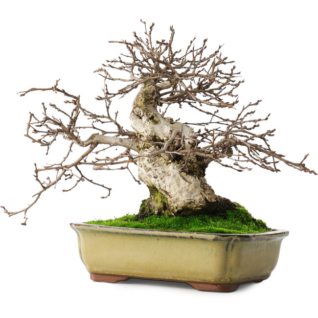 Carpinus coreana, 21 cm, ± 50 Jahre alt, in einem Topf mit zwei abgebrochenen Füßen