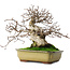 Carpinus coreana, 21 cm, ± 50 years old, in a pot with two broken feet