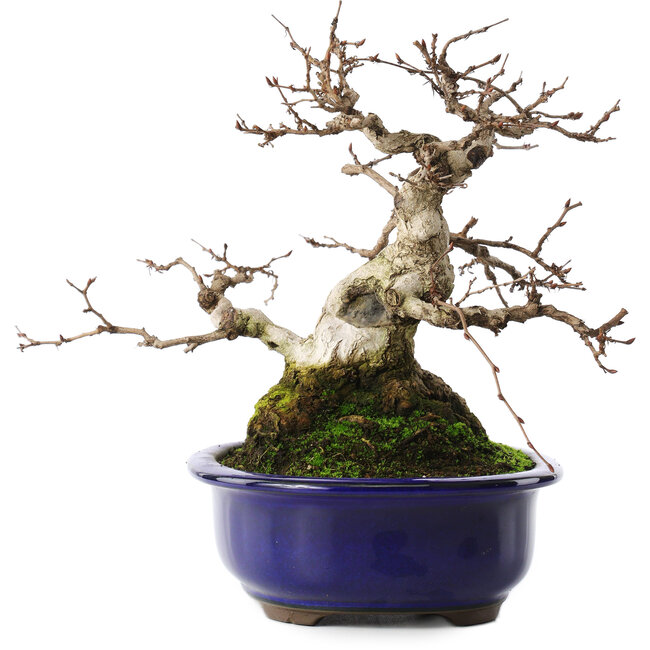 Carpinus coreana, 20 cm, ± 50 Jahre alt