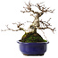 Carpinus coreana, 20 cm, ± 50 jaar oud