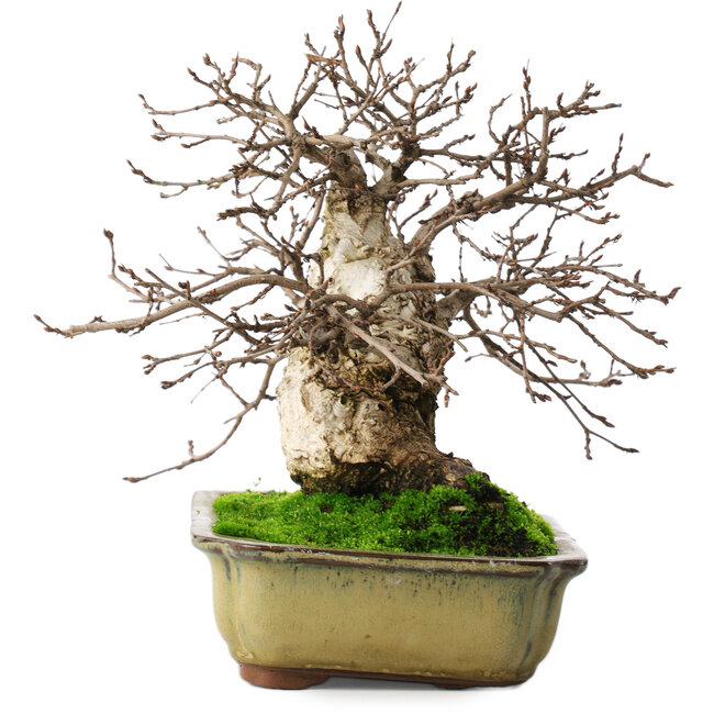 Carpinus coreana, 21 cm, ± 50 años, en maceta con dos patas rotas