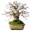 Carpinus coreana, 21 cm, ± 50 Jahre alt, in einem Topf mit zwei abgebrochenen Füßen