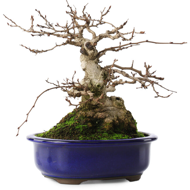 Carpinus coreana, 20 cm, ± 50 years old