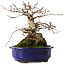 Carpinus coreana, 20 cm, ± 50 jaar oud