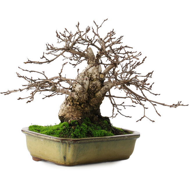 Carpinus coreana, 21 cm, ± 50 anni, in un vaso con due piedi rotti