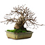 Carpinus coreana, 21 cm, ± 50 years old, in a pot with two broken feet
