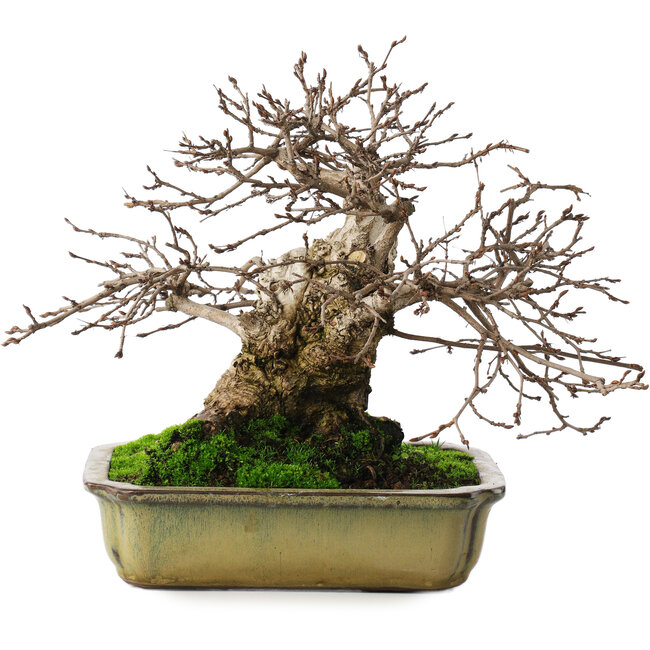 Carpinus coreana, 21 cm, ± 50 años, en maceta con dos patas rotas