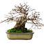 Carpinus coreana, 21 cm, ± 50 years old, in a pot with two broken feet