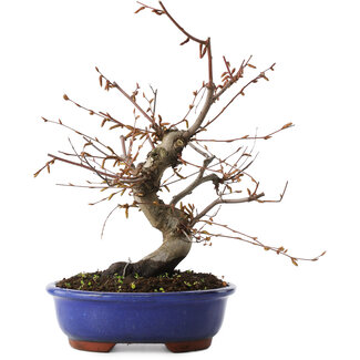 Carpinus coreana, 27 cm, ± 15 jaar oud