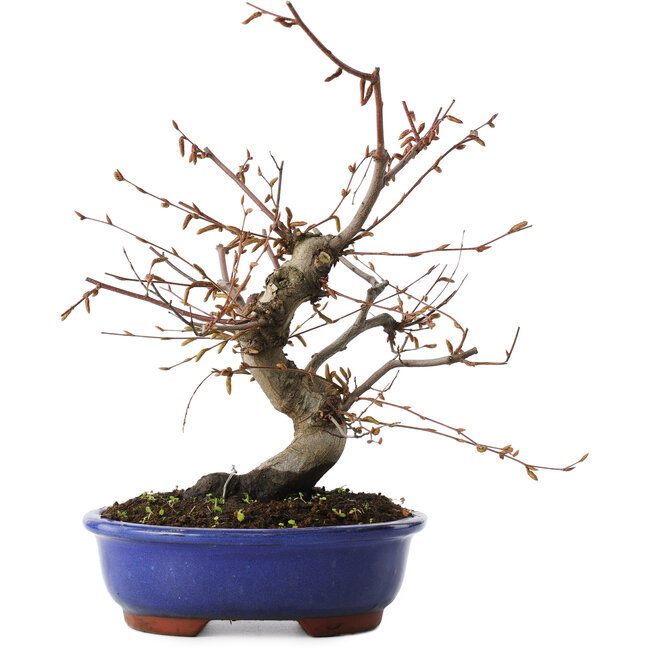 Carpinus coreana, 27 cm, ± 15 jaar oud