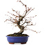 Carpinus coreana, 27 cm, ± 15 años