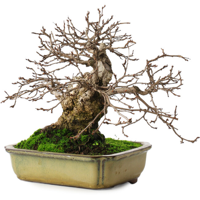 Carpinus coreana, 21 cm, ± 50 jaar oud, in een pot met twee gebroken poten