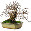 Carpinus coreana, 21 cm, ± 50 years old, in a pot with two broken feet