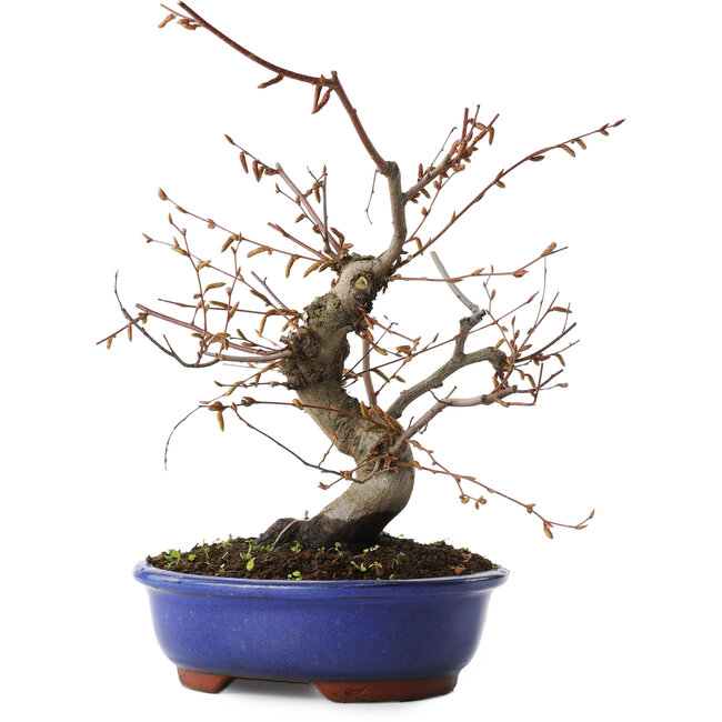 Carpinus coreana, 27 cm, ± 15 jaar oud