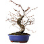 Carpinus coreana, 27 cm, ± 15 jaar oud